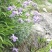 蓝花鸢尾兰苗马兰花苗庭院别墅花园植物盆栽草本地栽多年生