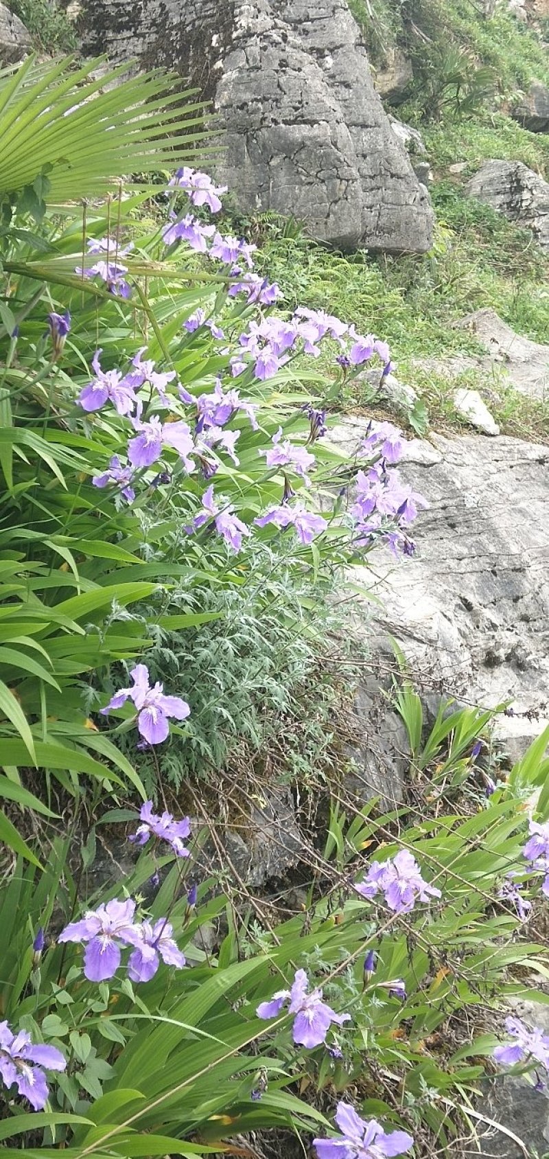 蓝花鸢尾兰苗马兰花苗庭院别墅花园植物盆栽草本地栽多年生