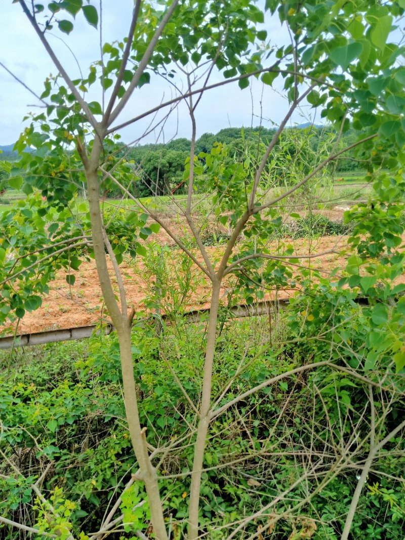 中国主产区江西野生乌桕也叫乌臼树大量供应中