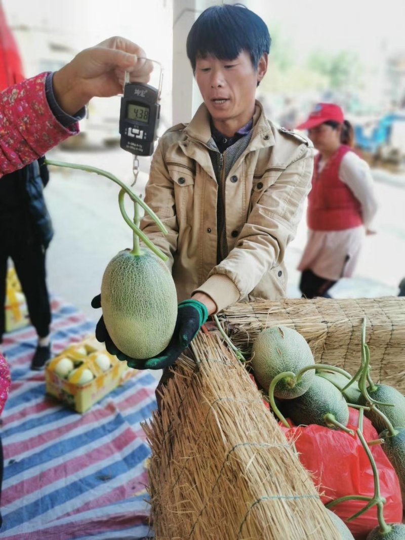 东方密，红玉，脆梨，产地直供，欢迎电商洽谈