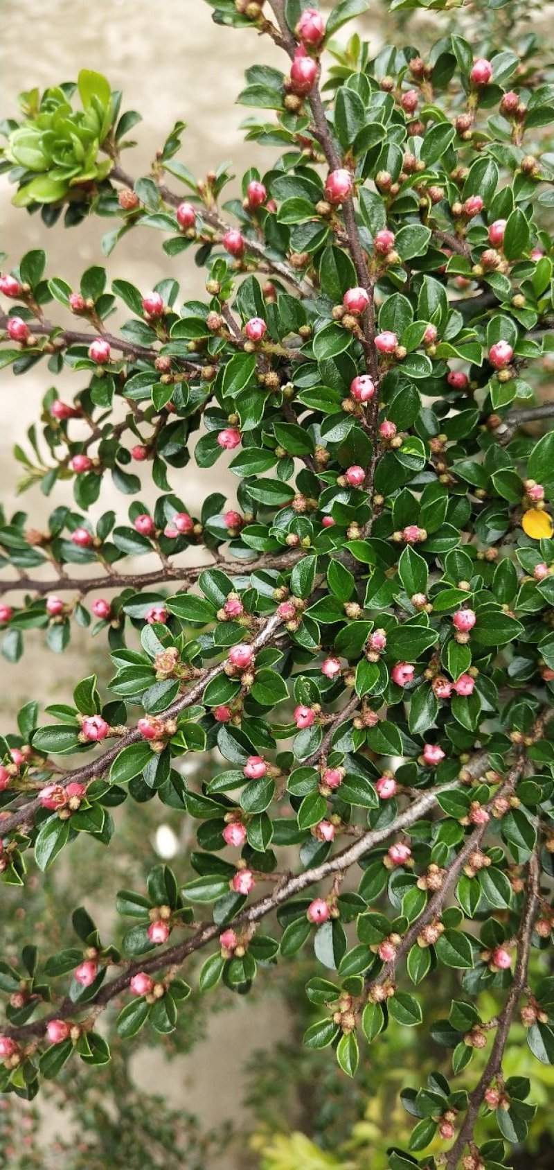 高提根红花平枝荀子不带盆铺地蜈蚣地石榴，