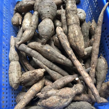 小叶牛大力薯野生金钟根倒吊金钟猪脚笠山卡卡黑黄牛
