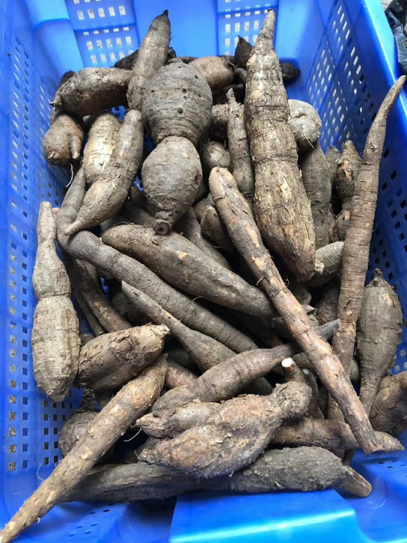 小叶牛大力薯野生金钟根倒吊金钟猪脚笠山卡卡黑黄牛