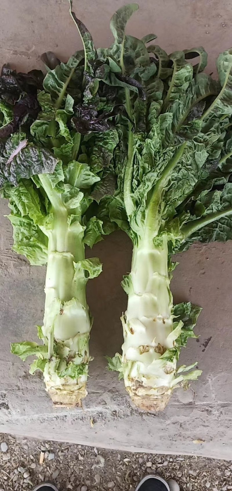 高原夏菜