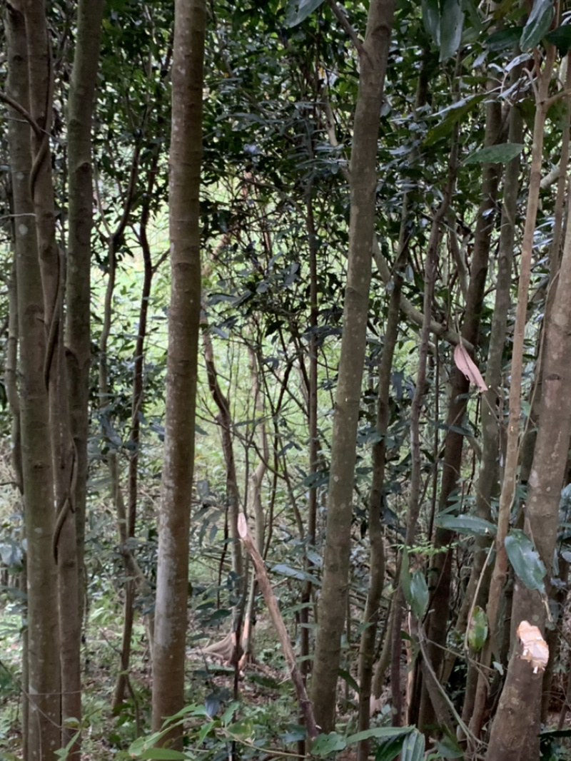 深山老林桂皮