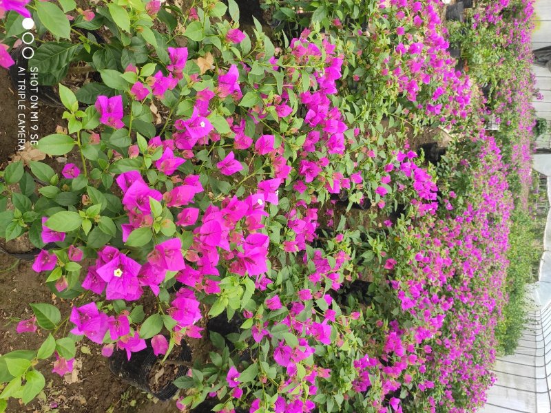 自产自销大量上市花圃紫色红色三角梅欢迎选购