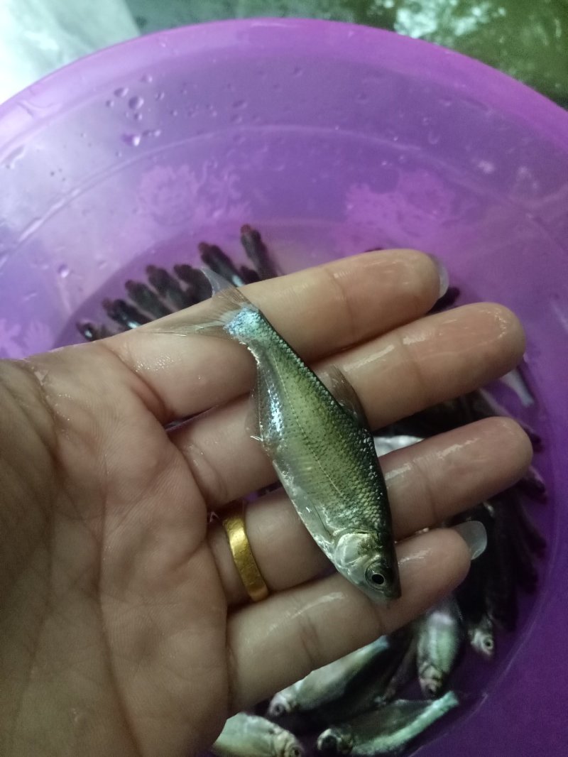 《全国发货》武昌鱼苗沙边鱼苗鳊鱼鱼苗。