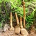 神龙架纯野生天麻干货干品实图拍摄发货各种规格量大从优