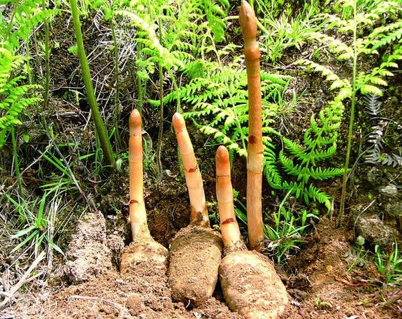 神龙架纯野生天麻干货干品实图拍摄发货各种规格量大从优
