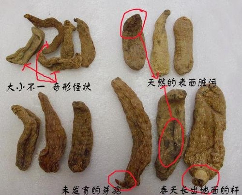 神龙架纯野生天麻干货干品实图拍摄发货各种规格量大从优
