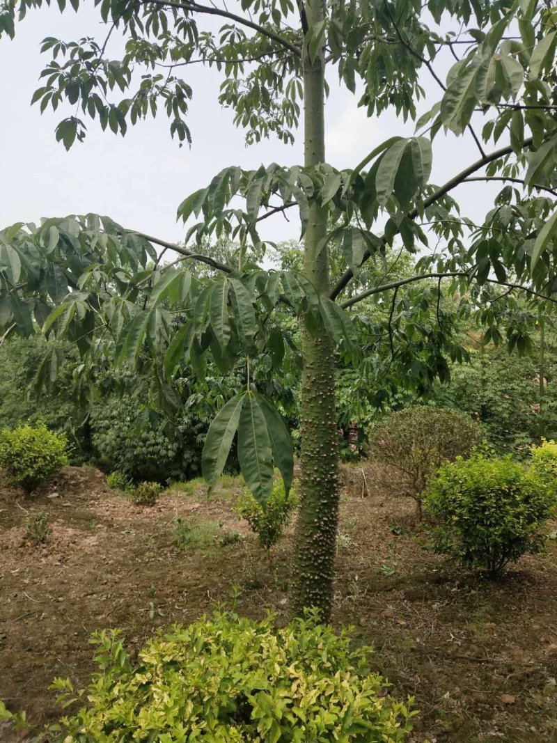 木棉，，树型好，精品货，数量数百株，价格可商议