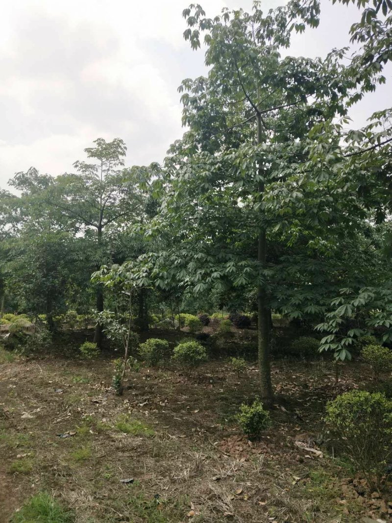 木棉，，树型好，精品货，数量数百株，价格可商议