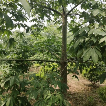 木棉，，树型好，精品货，数量数百株，价格可商议