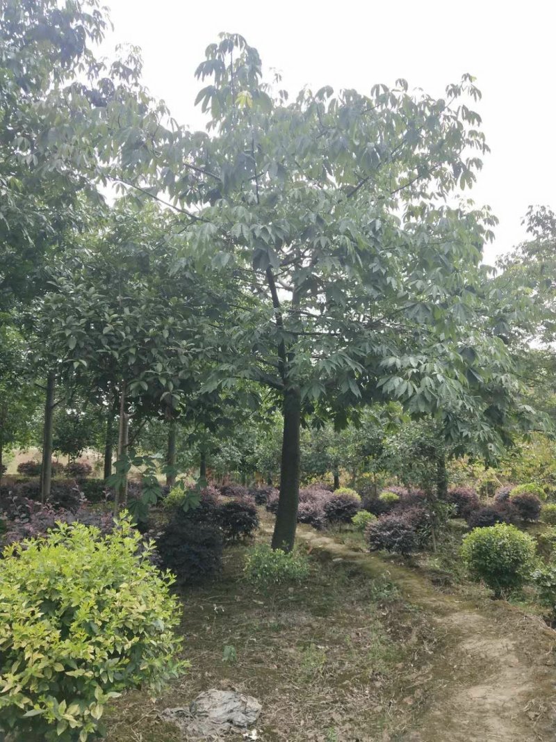 木棉，，树型好，精品货，数量数百株，价格可商议