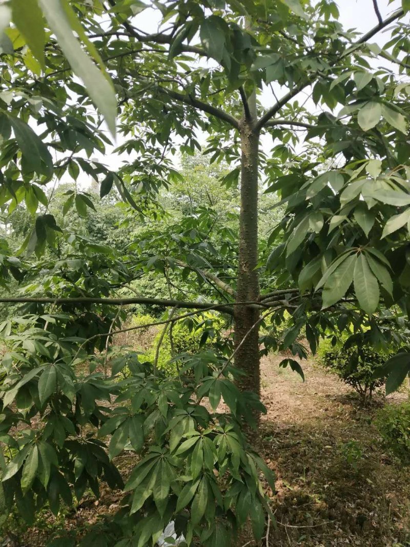 木棉，，树型好，精品货，数量数百株，价格可商议