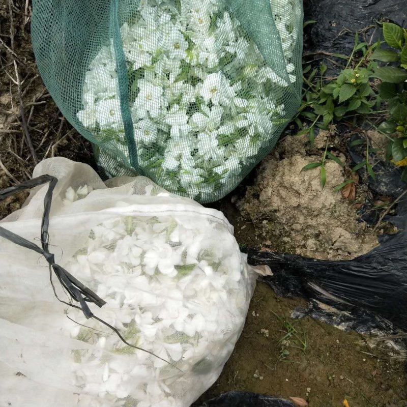 栀子花，花朵和黄角兰花朵大量有货无论是朵花还是盆栽以及工程苗