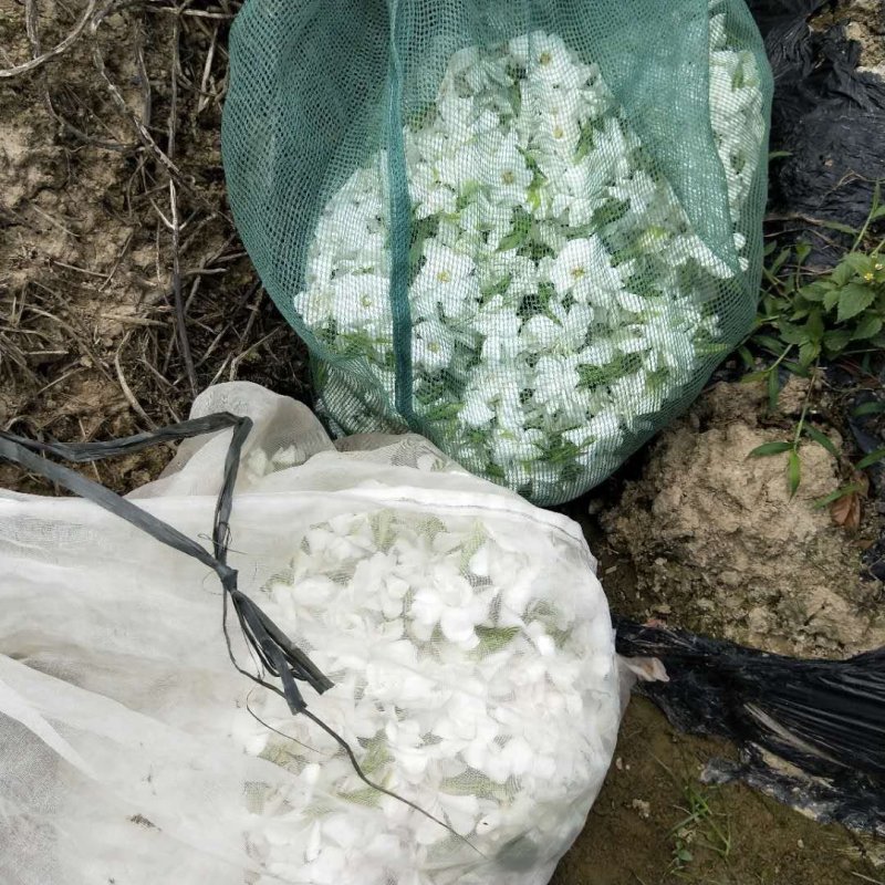 栀子花，花朵和黄角兰花朵大量有货无论是朵花还是盆栽以及工程苗