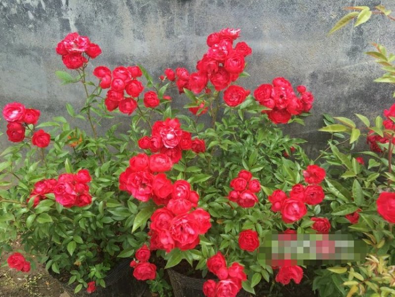 红木香白木香花四季爬藤植物玫瑰月季花苗盆栽攀爬花卉七里香
