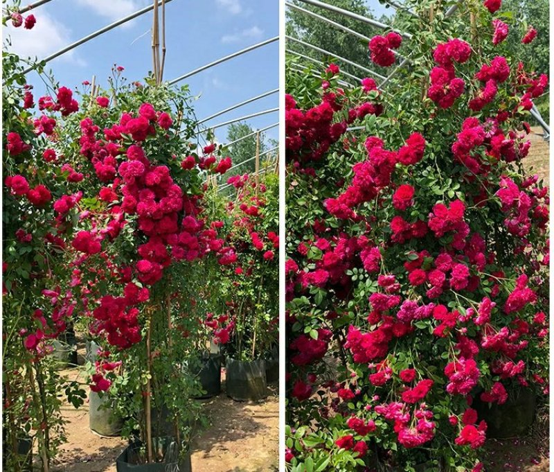 红木香白木香花四季爬藤植物玫瑰月季花苗盆栽攀爬花卉七里香