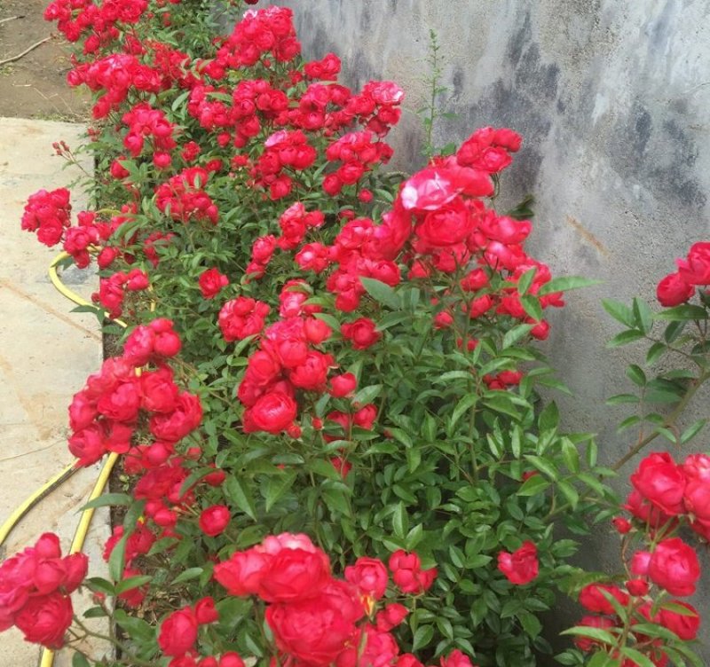 红木香白木香花四季爬藤植物玫瑰月季花苗盆栽攀爬花卉七里香