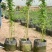 红木香白木香花四季爬藤植物玫瑰月季花苗盆栽攀爬花卉七里香