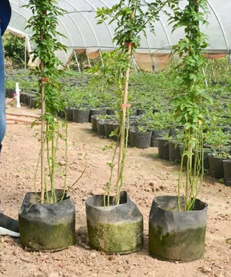 红木香白木香花四季爬藤植物玫瑰月季花苗盆栽攀爬花卉七里香