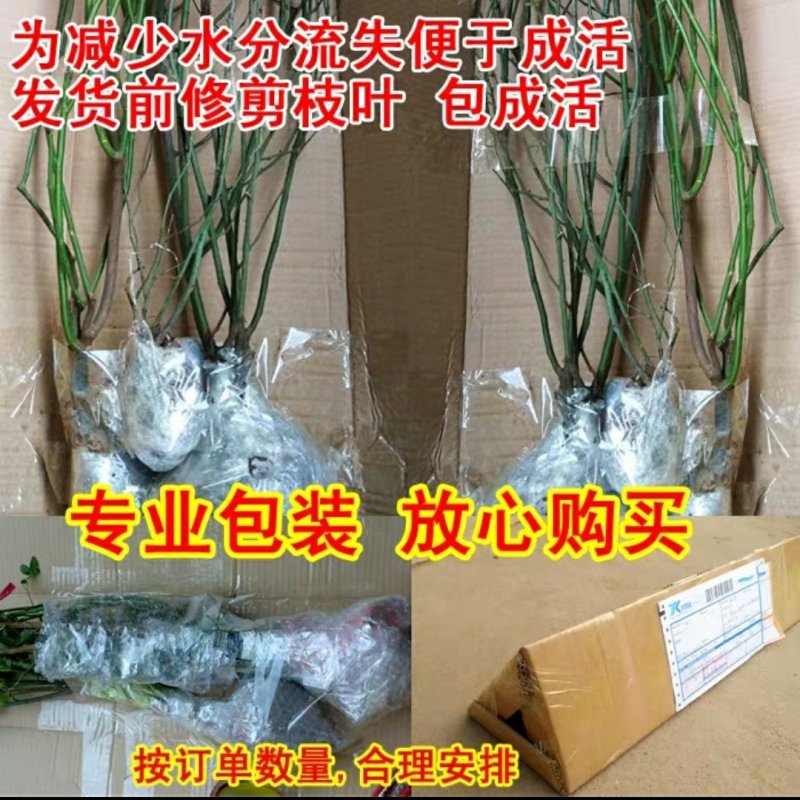 红木香白木香花四季爬藤植物玫瑰月季花苗盆栽攀爬花卉七里香