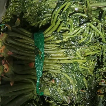 大量出售香椿芽咸菜，常年供货寻全国各地批发商，代理商