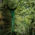 大量出售香椿芽咸菜，常年供货寻全国各地批发商，代理商