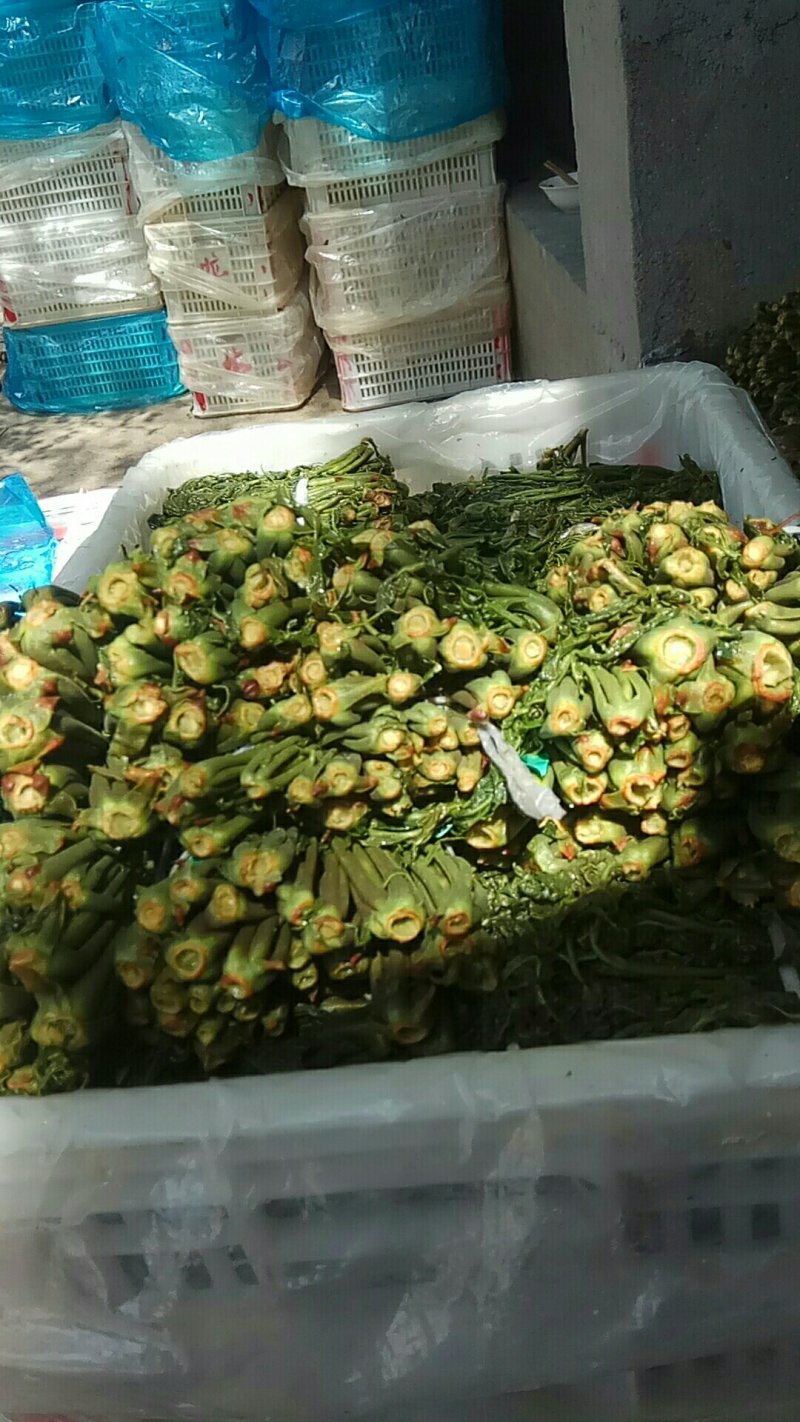 大量出售香椿芽咸菜，常年供货寻全国各地批发商，代理商
