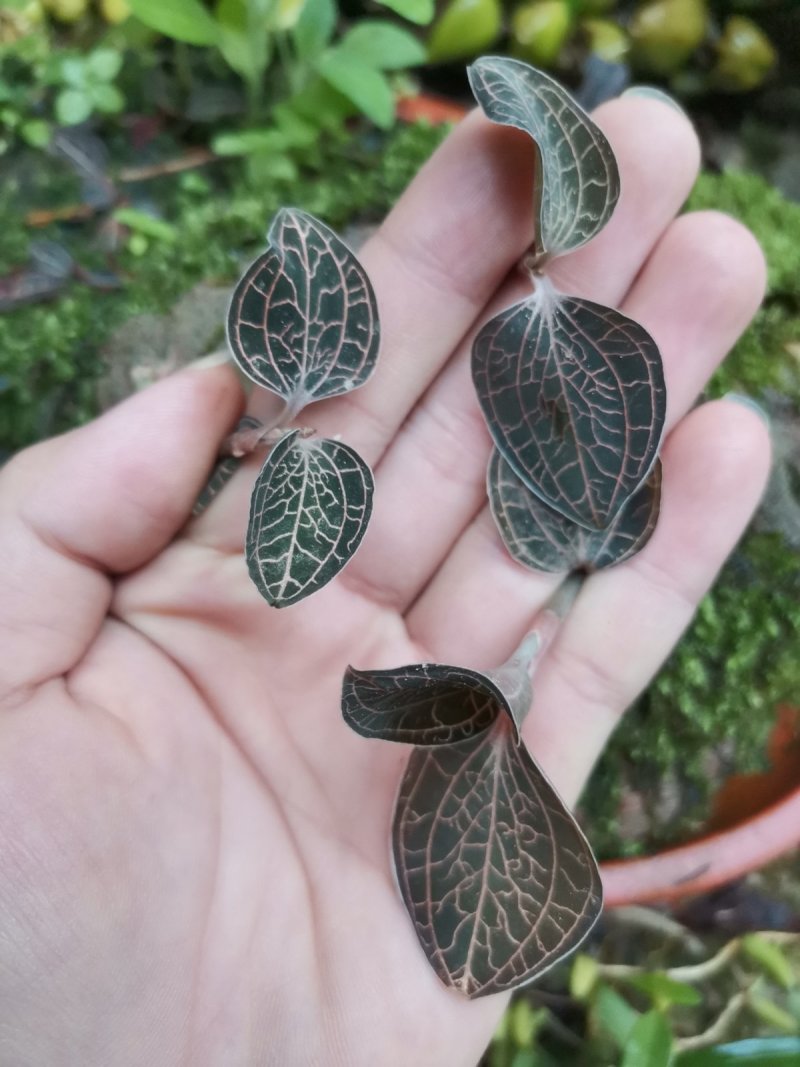 金线莲