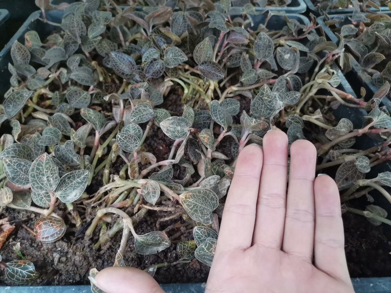金线莲