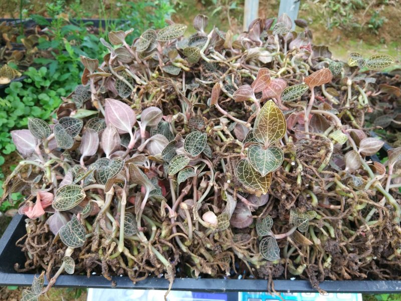 金线莲