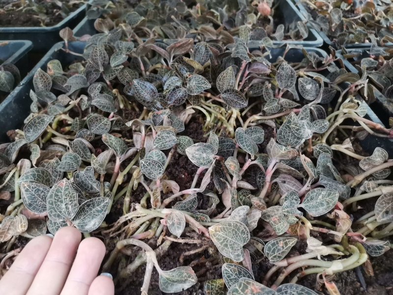 金线莲
