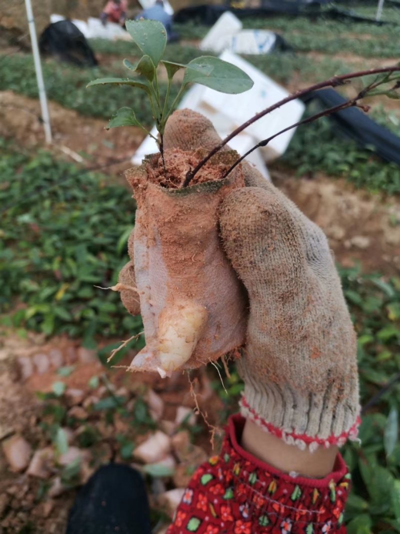 土茯苓