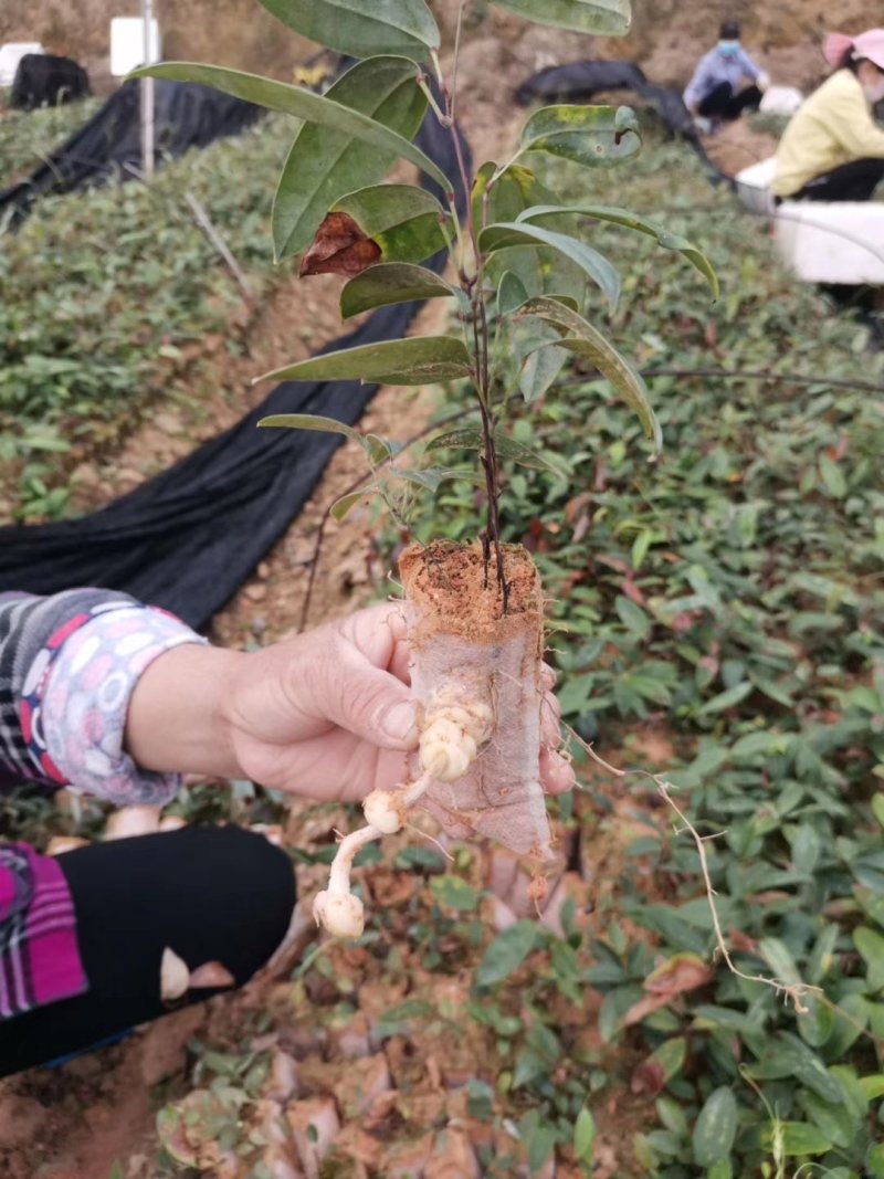 土茯苓