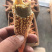 【牛商】连云港可食用海星带籽海鲜大咖必备海星欢迎咨询