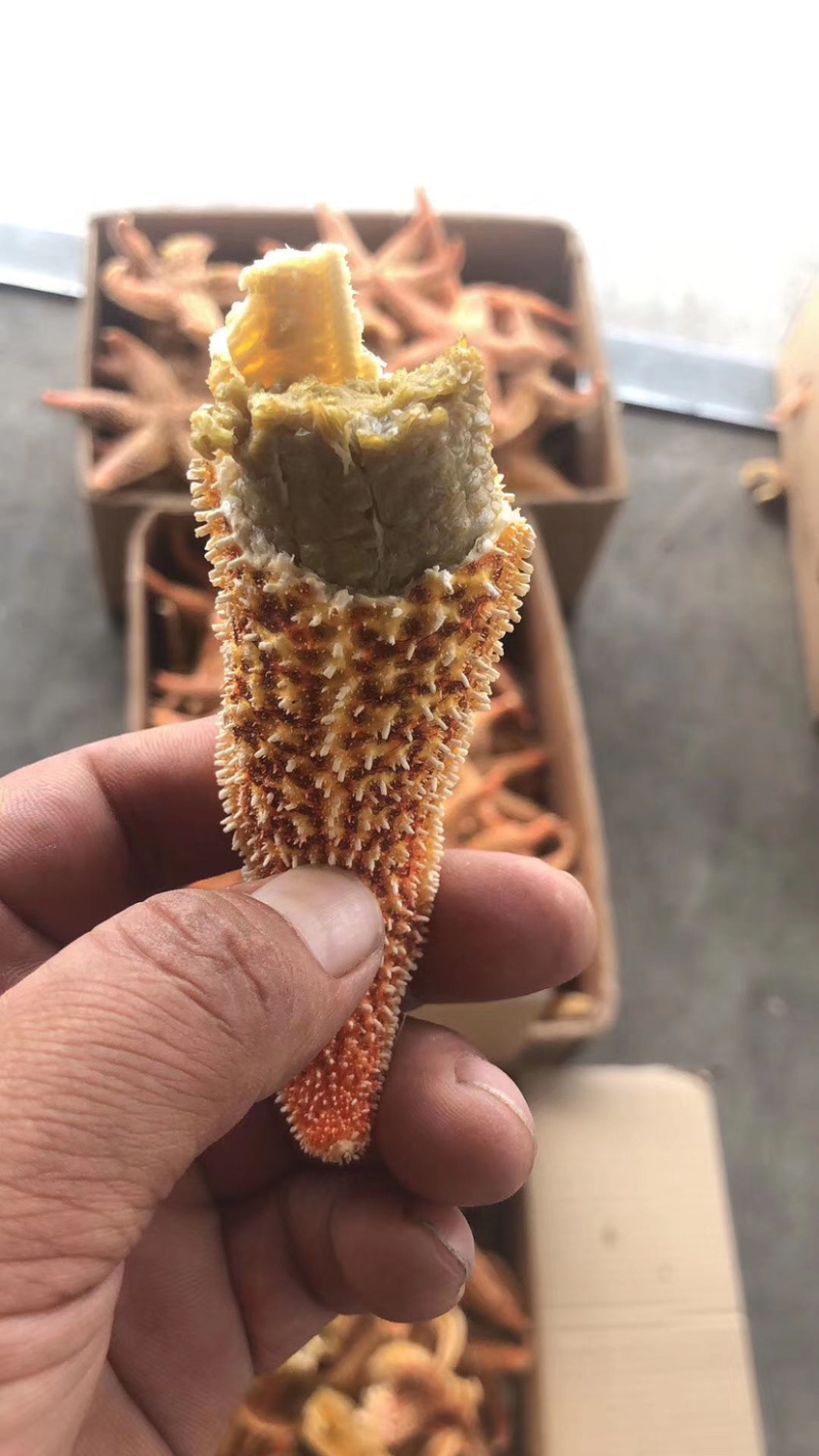 【牛商】连云港可食用海星带籽海鲜大咖必备海星欢迎咨询