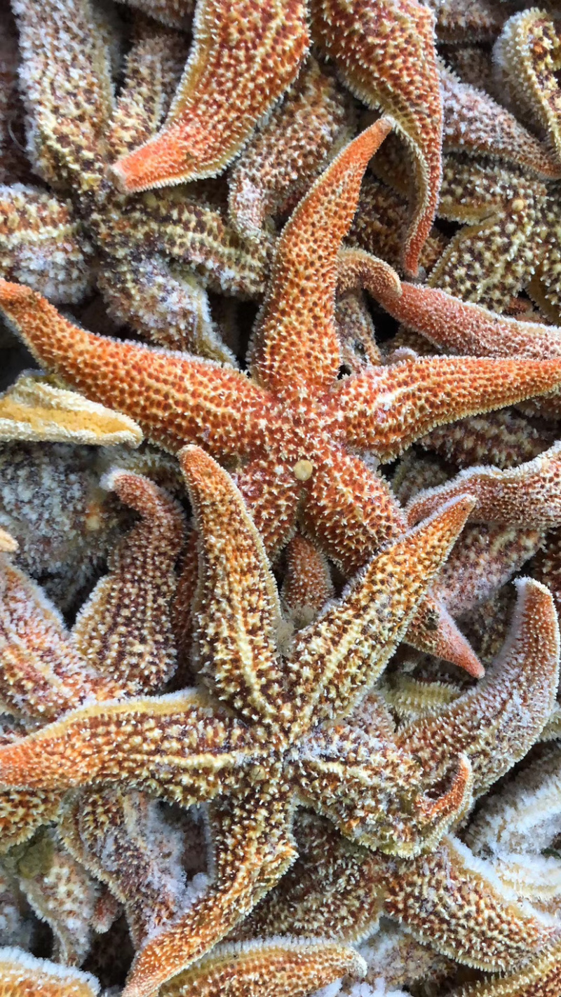 【牛商】连云港可食用海星带籽海鲜大咖必备海星欢迎咨询