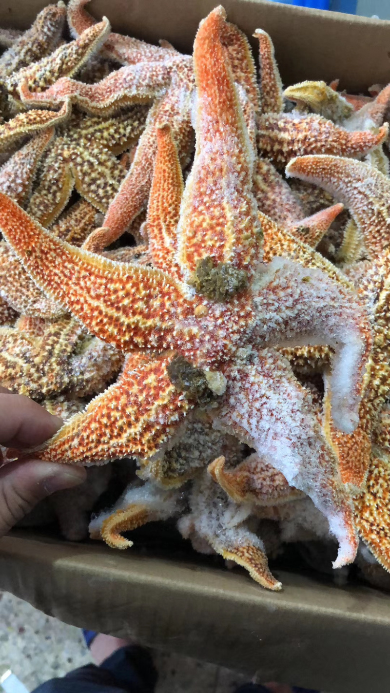 【牛商】连云港可食用海星带籽海鲜大咖必备海星欢迎咨询