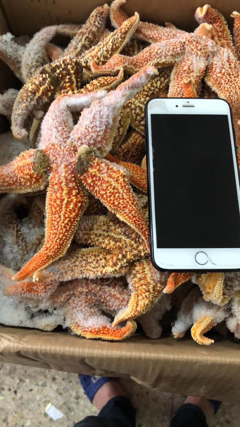 【牛商】连云港可食用海星带籽海鲜大咖必备海星欢迎咨询
