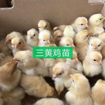 三黄鸡，全国🉑️发货，厂家直销批发，价格美丽