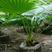棕榈种子唐棕榈山棕树龙鳞棕观音竹棕竹老人葵种子芭蕉伞树