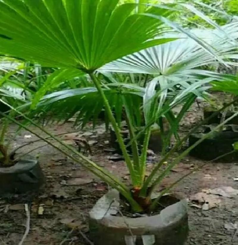棕榈种子唐棕榈山棕树龙鳞棕观音竹棕竹老人葵种子芭蕉伞树