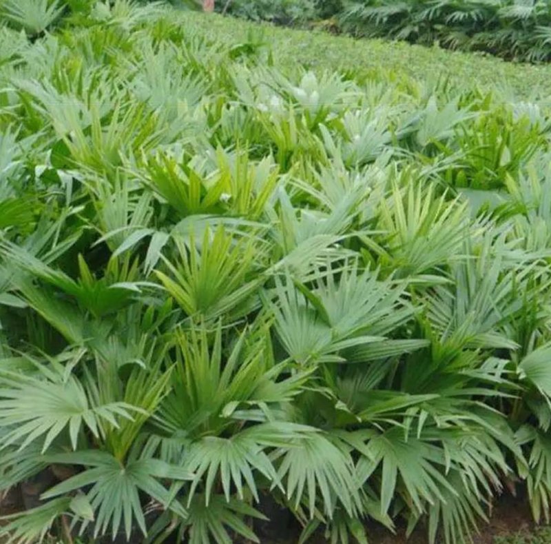 棕榈种子唐棕榈山棕树龙鳞棕观音竹棕竹老人葵种子芭蕉伞树