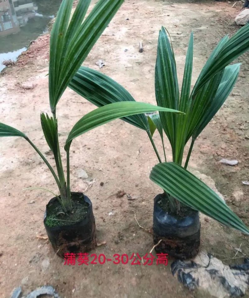 棕榈种子唐棕榈山棕树龙鳞棕观音竹棕竹老人葵种子芭蕉伞树