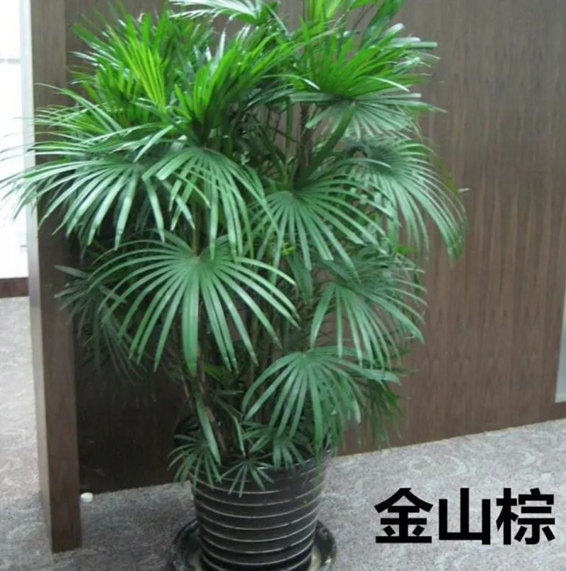 棕榈种子唐棕榈山棕树龙鳞棕观音竹棕竹老人葵种子芭蕉伞树
