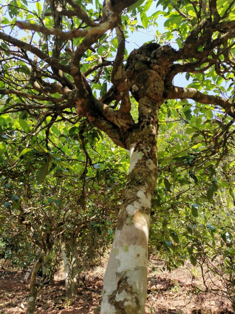 山头普洱茶（一山一味）