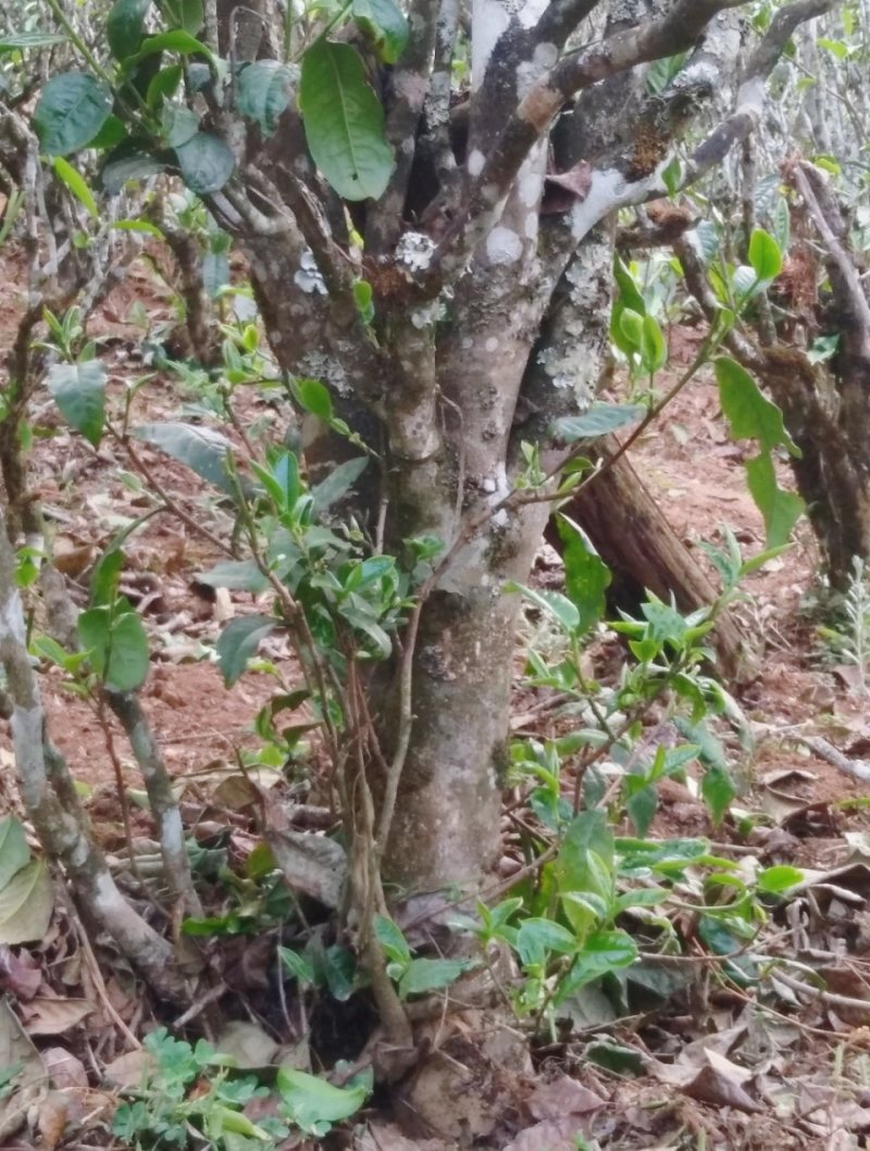 山头普洱茶（一山一味）