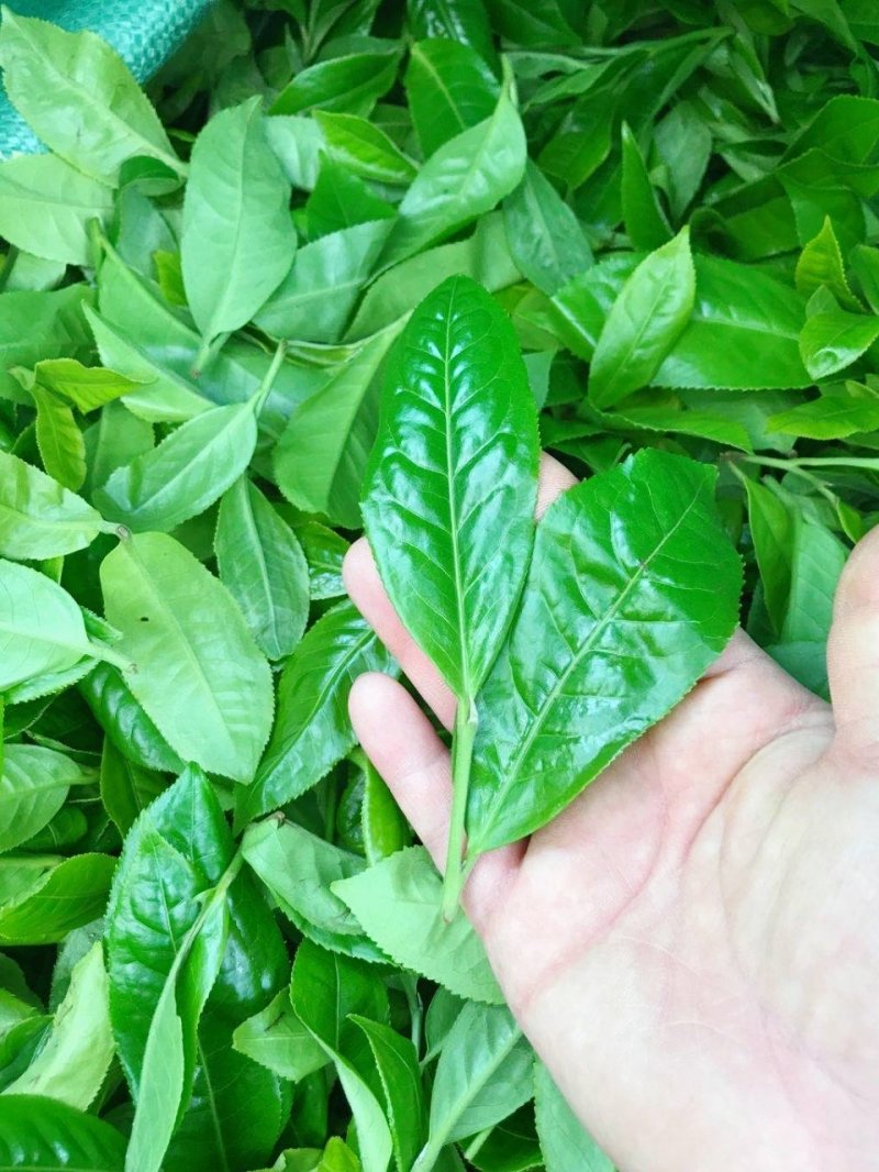 山头普洱茶（一山一味）